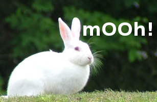 follow the white rabbit